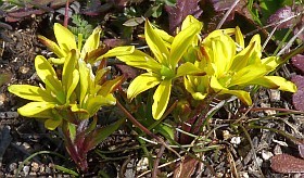 One of the dozen or so microspecies in Spain  - Gagea sp. © John Muddeman
